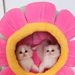 Diligent Ragdoll Kittens