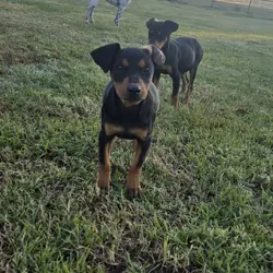 German Pinscher puppies