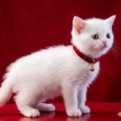 Ragdoll/Persianese  kitten