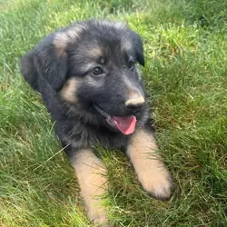 Puppies