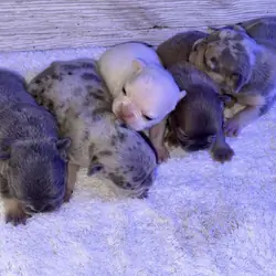 French bulldog/ frenchie puppy’s