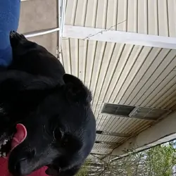 Puppies