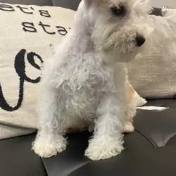 Miniature schnauzer pup