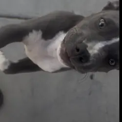 Pitbull puppy