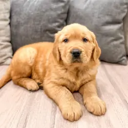 Male Golden Retriever Pup