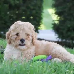 Male Cavapoo Puppy