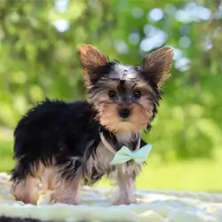 Male Yorkie Puppy