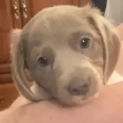 Dachshund Mini’s