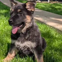 Female German Shepherd