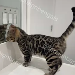 Foreign Bengals