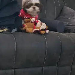Shih Tzu
