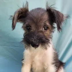 Miniature Schnauzers