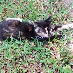 Free Kittens