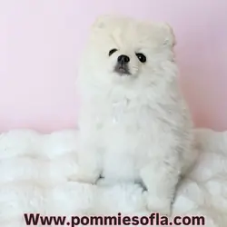 Pomeranian puppy