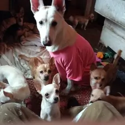 Puppies
