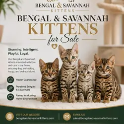 Bengal Kittens For Sale