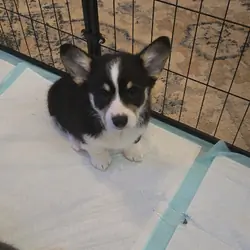 Male pembroke welsh corgi choice of 2