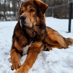 Tibetan Mastiff puppies