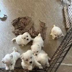 Puppies