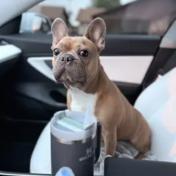 Hank, the French Bulldog