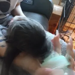 Great Dane puppies