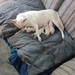 Chihuahua Puppies