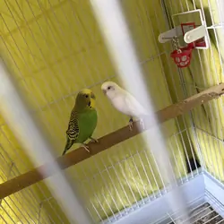 2 parakeets