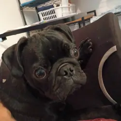 Black pug puppy