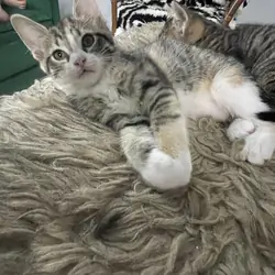 Kittens