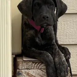 Daniff puppy needing loving home