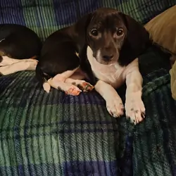 Precious pups needing a home...