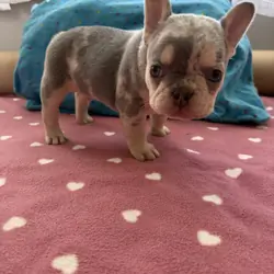 French bulldog male #1