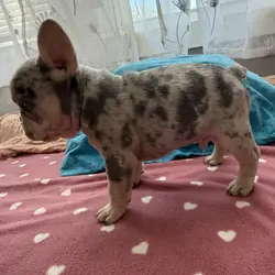 Frenchie male #2