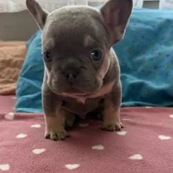 French bulldog #3 male