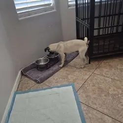 Pug puppy