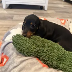 Miniature Dachshund Puppy