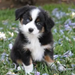 Miniature Australian Shepard