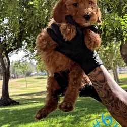Goldendoddle Puppies