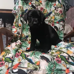 AKC Labrador Retriever puppies.