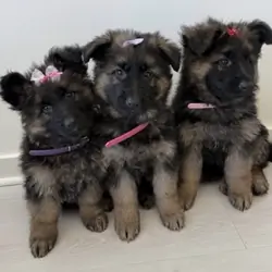 Iresistible German Shepherd Puppies