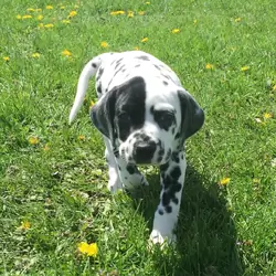 Dalmatian puppy