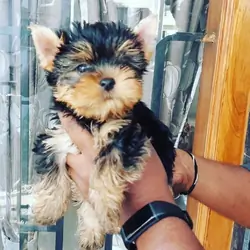 Adorable Yorkie puppy