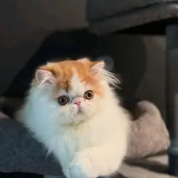 Healthy Persian Kitty For Sale