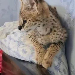 Adorable Savannah Serval Kitty