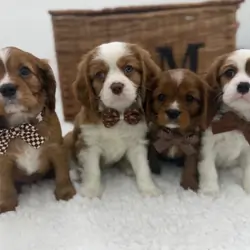 Health Tested Cavaliers charles  pups