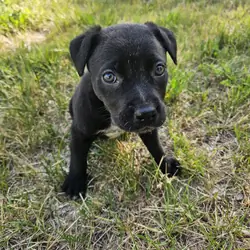 Pit/shepherd