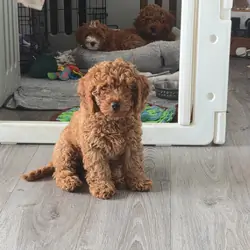 Adorable Red F1B Cavapoo Puppies