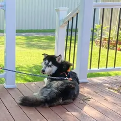 Husky  Male 7 years old