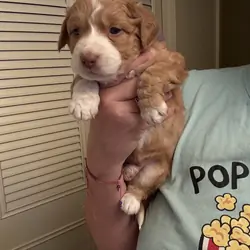 Aussie Mix