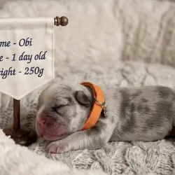 French bulldog